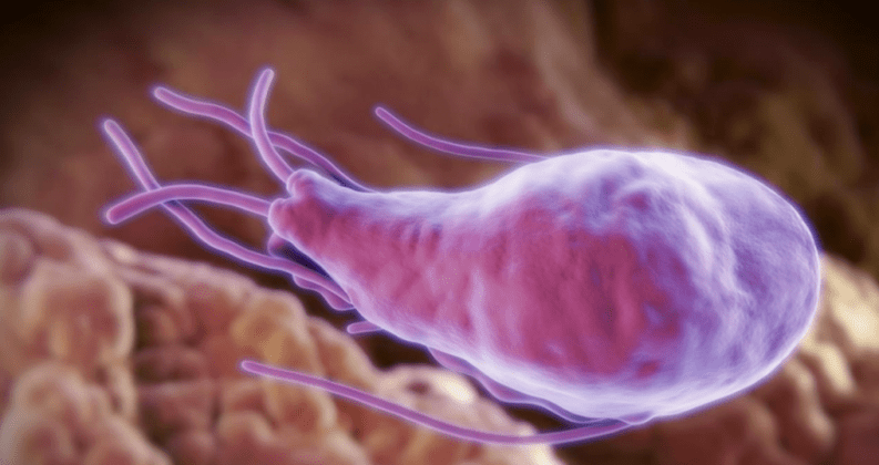 Alveococcus ir Echinococcus