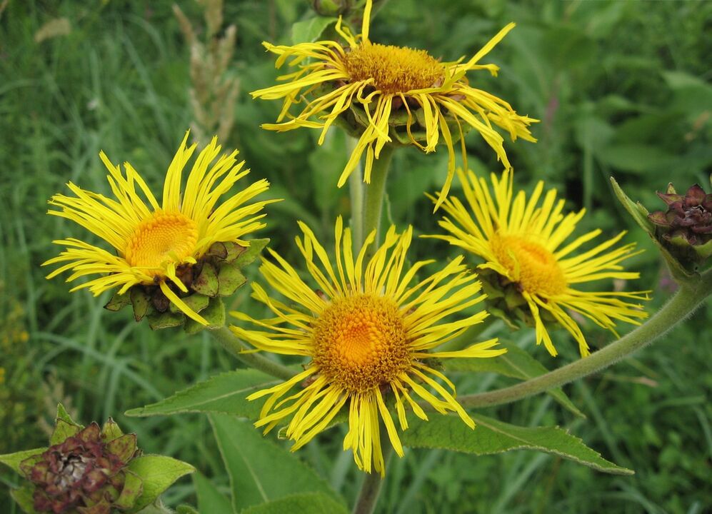 elecampane nuo parazitų